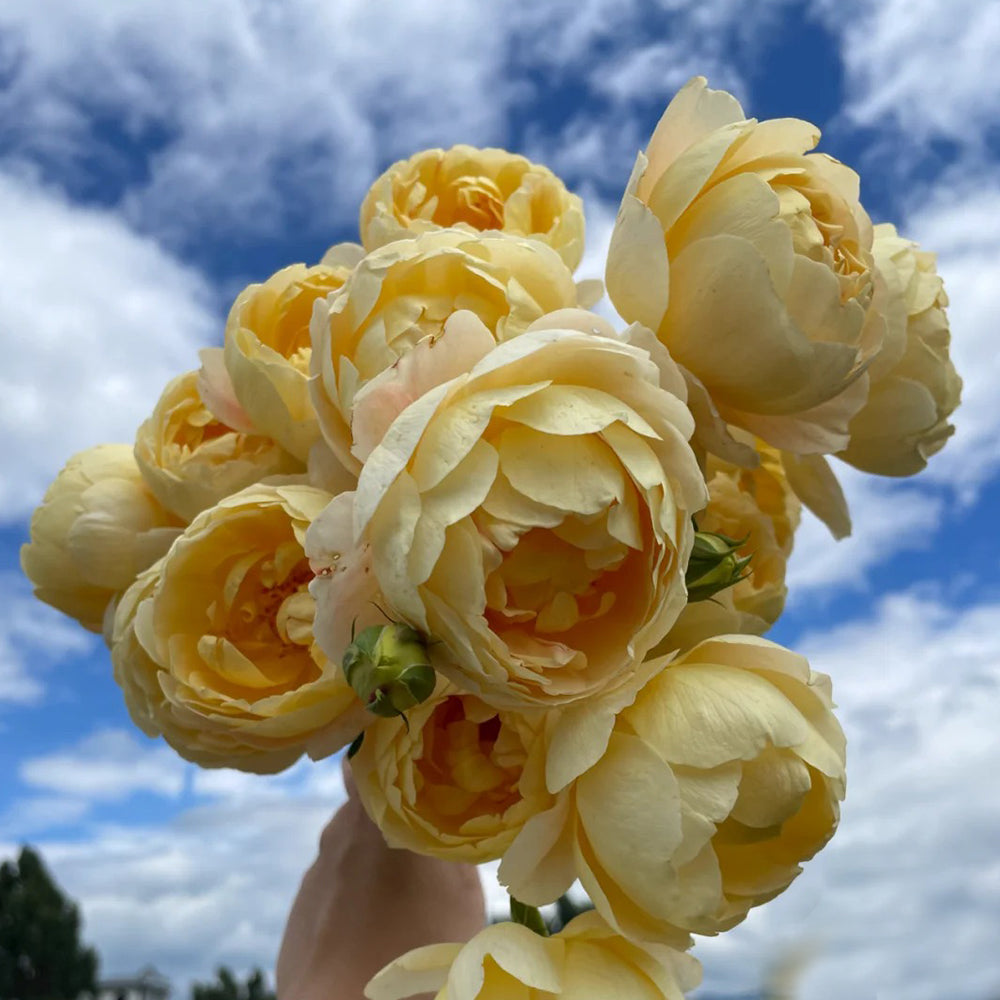 Goldie Chinese Florist Shrub Rose