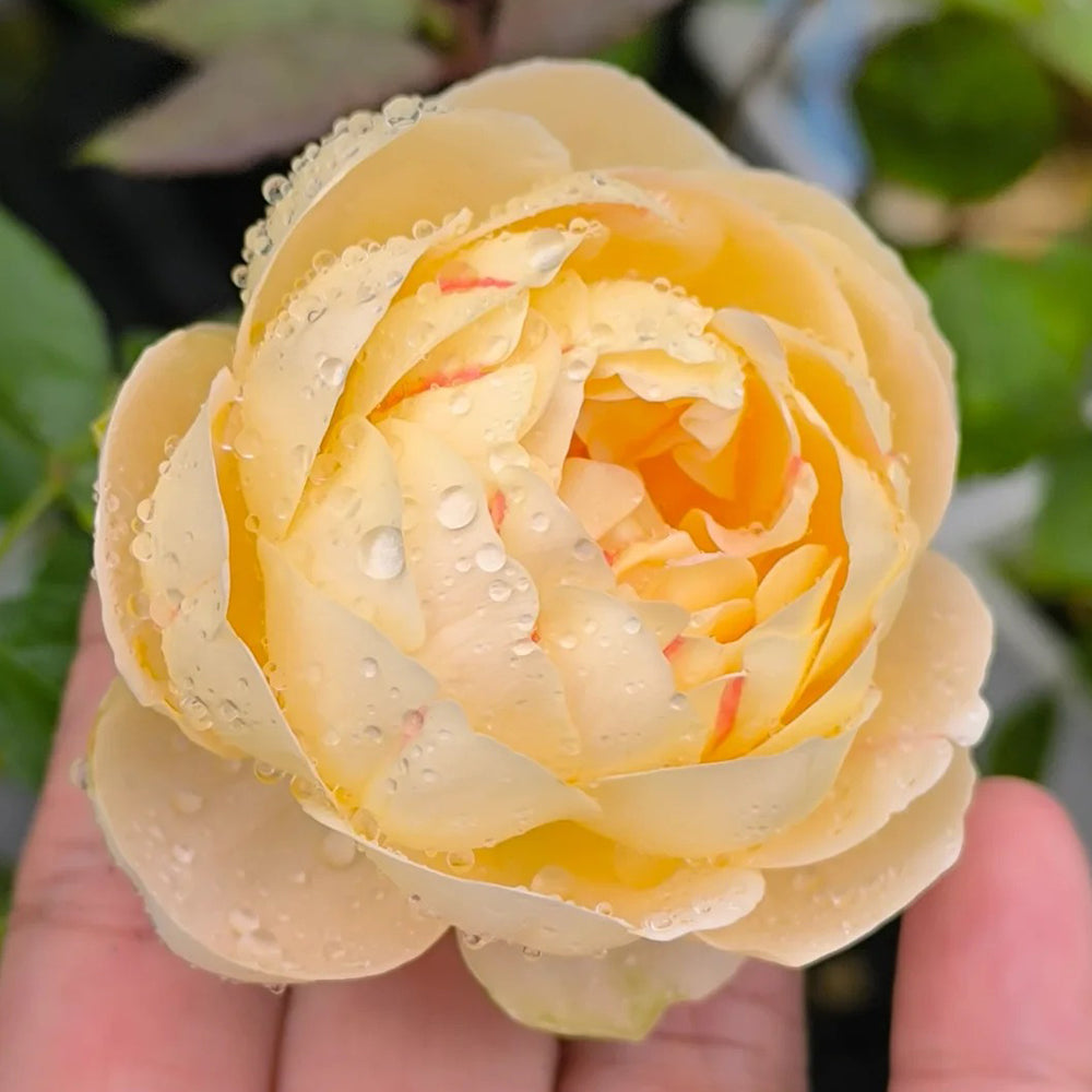 Goldie Chinese Florist Shrub Rose