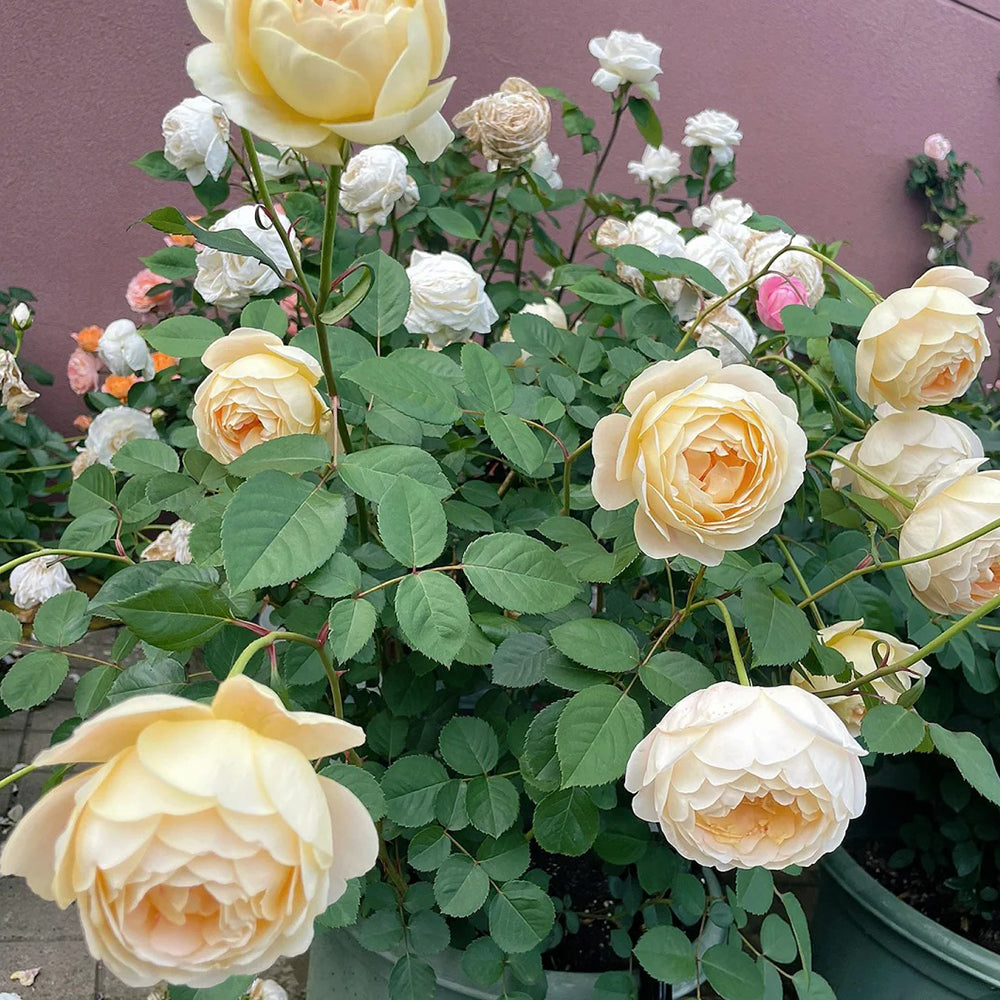 Goldie Chinese Florist Shrub Rose