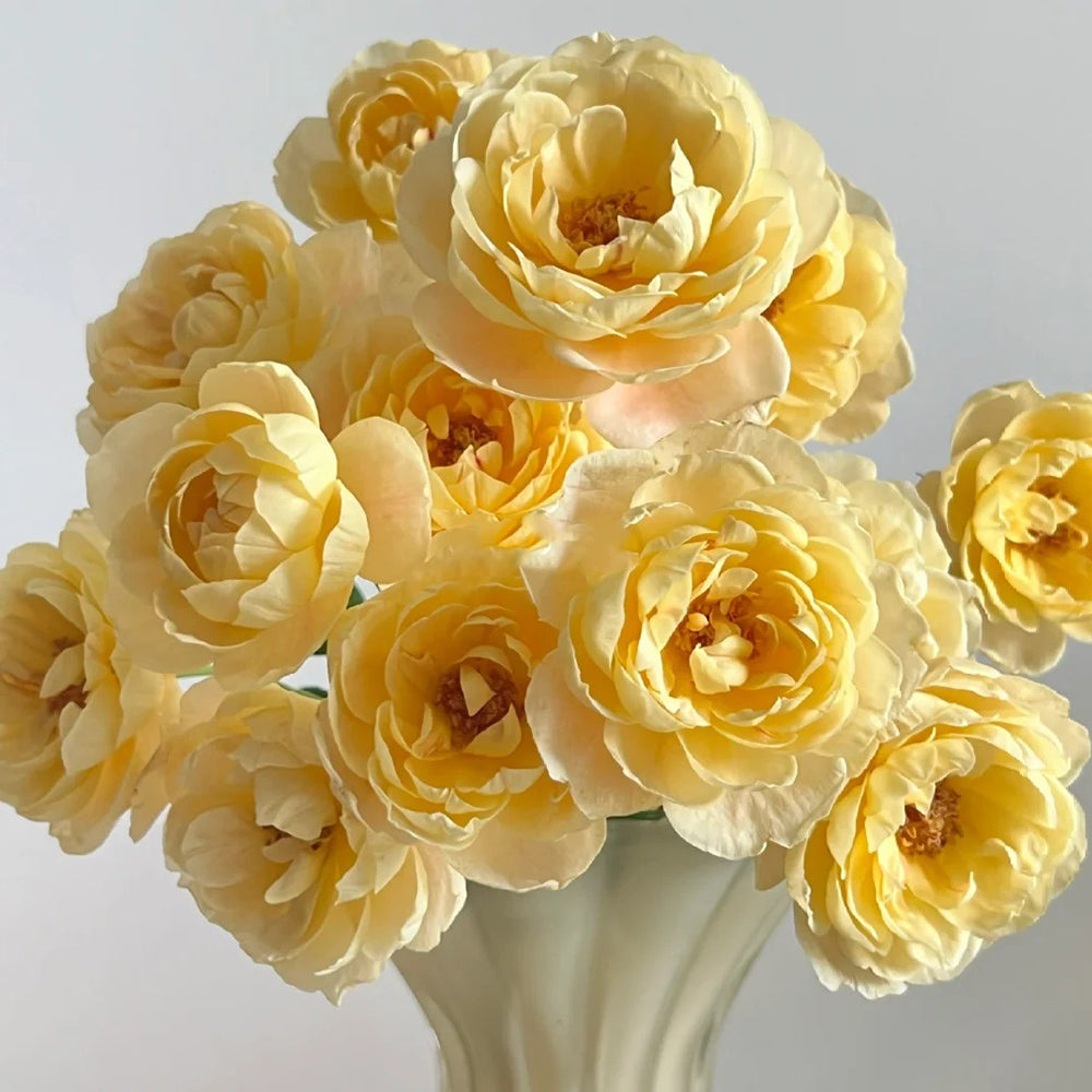 Goldie Chinese Florist Shrub Rose