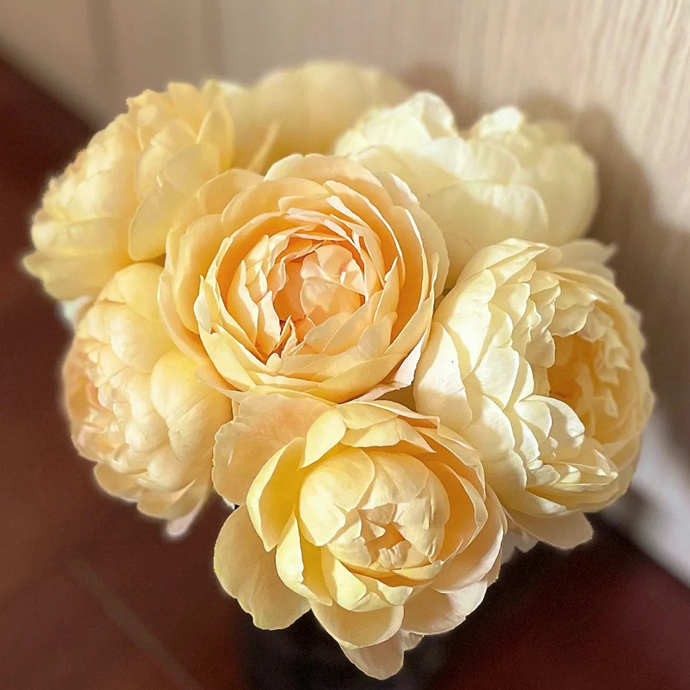 Goldie Chinese Florist Shrub Rose