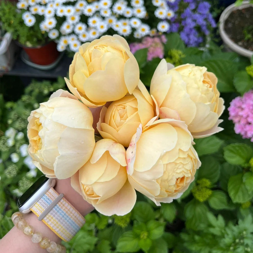 Goldie Chinese Florist Shrub Rose For Sale – Highgarden Roses