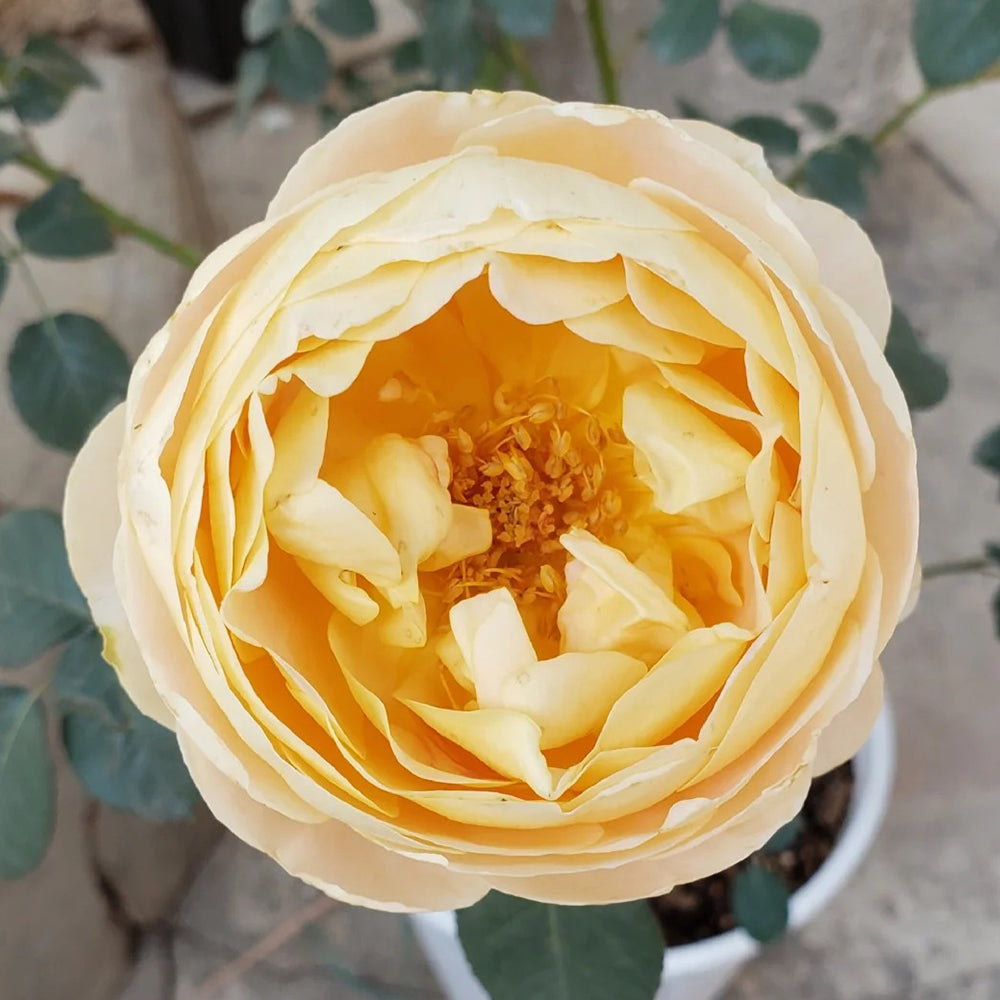 Goldie Chinese Florist Shrub Rose