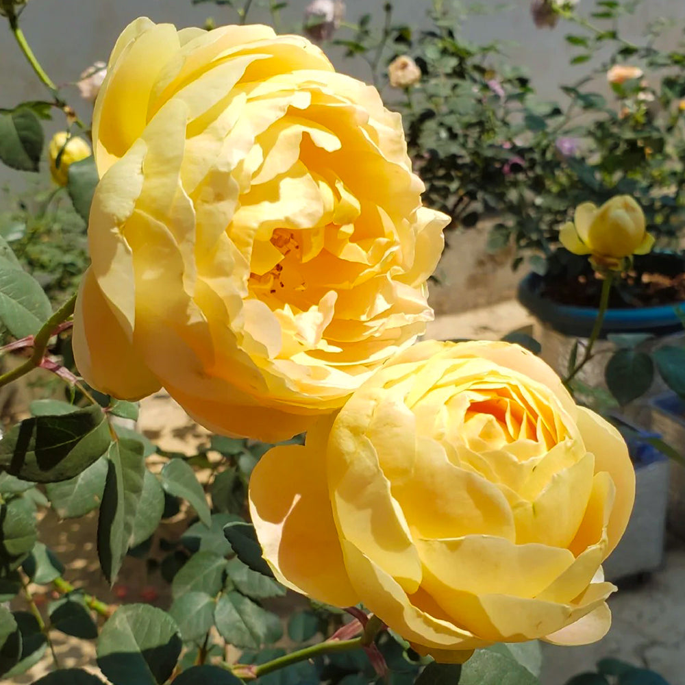 Goldie Chinese Florist Shrub Rose