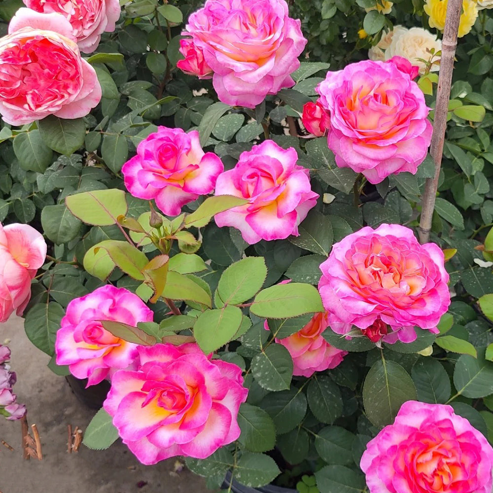 Gorgeous Denmark Garden Hybrid Tea Rose