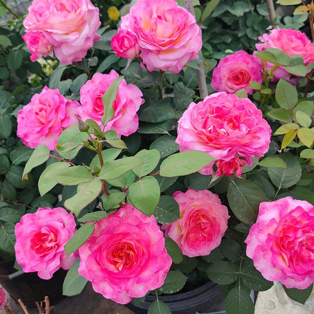 Gorgeous Denmark Garden Hybrid Tea Rose