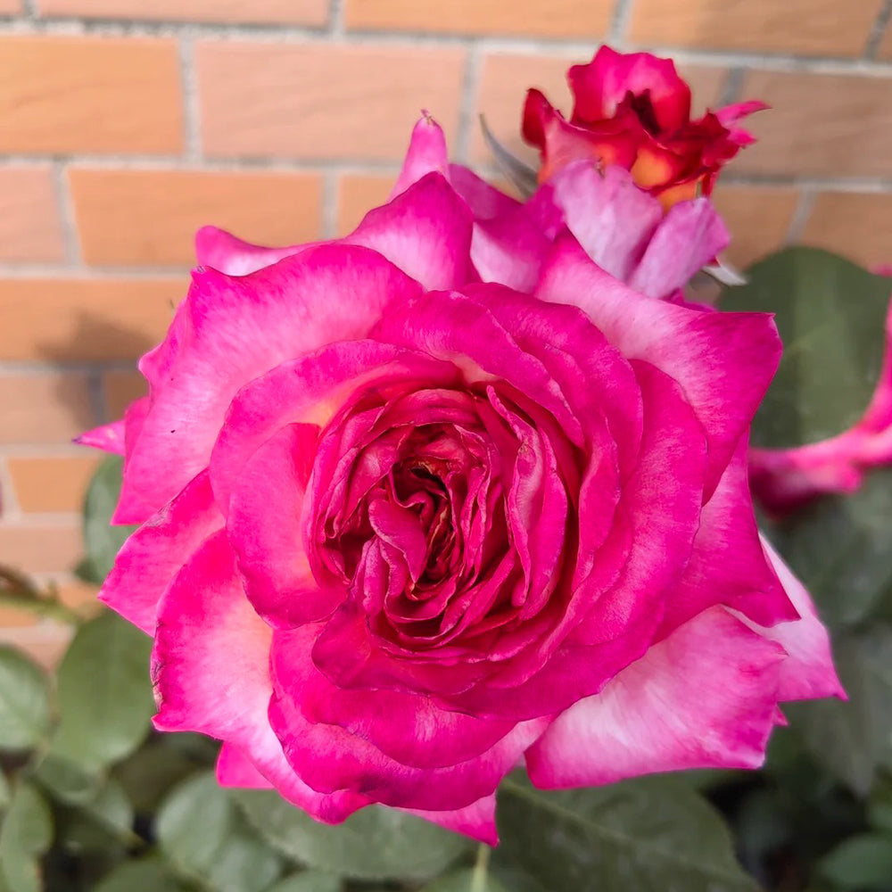 Gorgeous Denmark Garden Hybrid Tea Rose