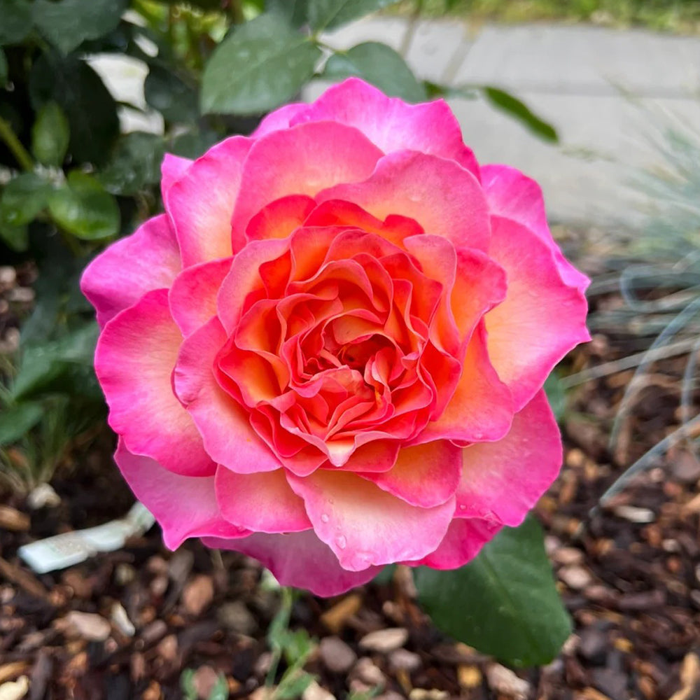 Gorgeous Denmark Garden Hybrid Tea Rose