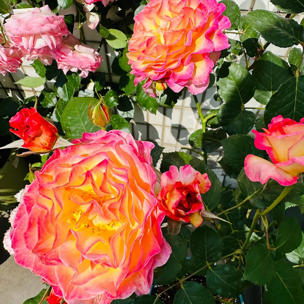 Gorgeous Denmark Garden Hybrid Tea Rose