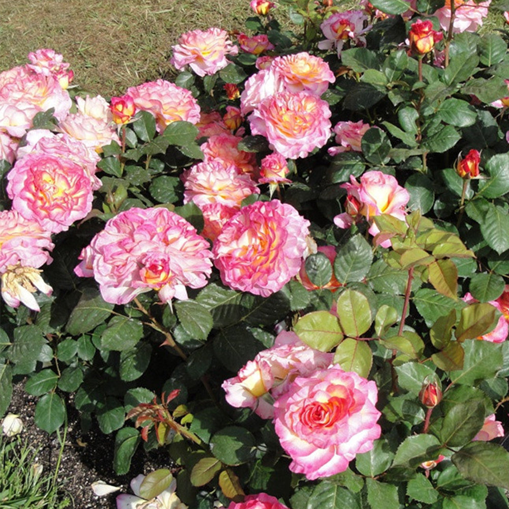 Gorgeous Denmark Garden Hybrid Tea Rose