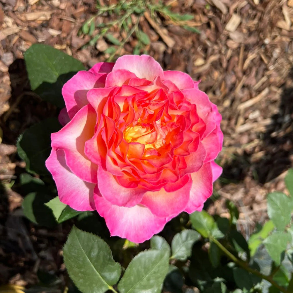 Gorgeous Denmark Garden Hybrid Tea Rose