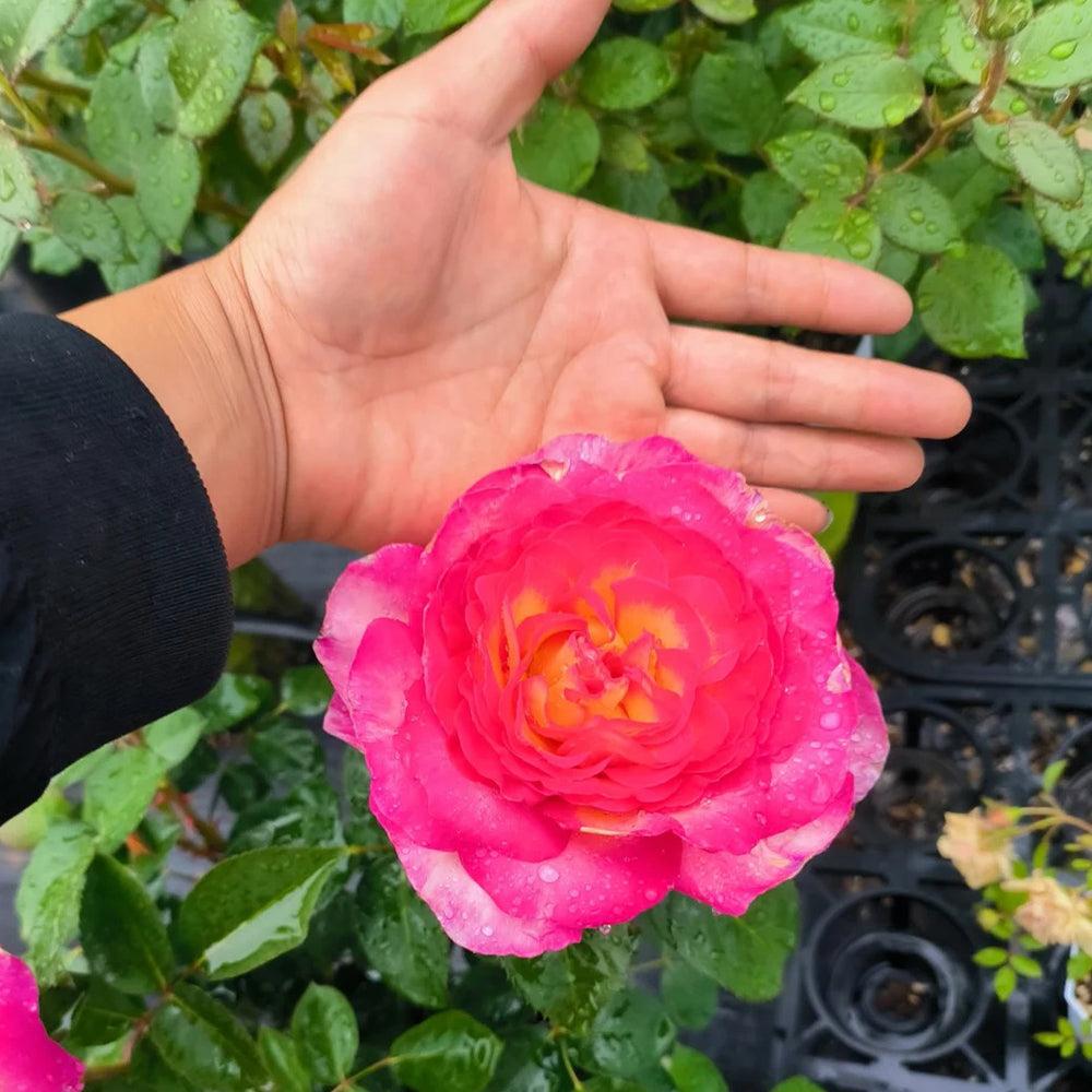 Gorgeous Denmark Garden Hybrid Tea Rose