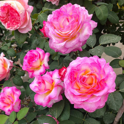 Gorgeous Denmark Garden Hybrid Tea Rose
