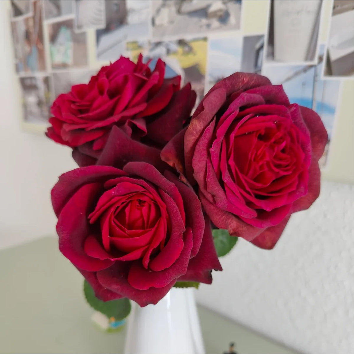 Gräfin Diana German Florist Hybrid Tea Rose