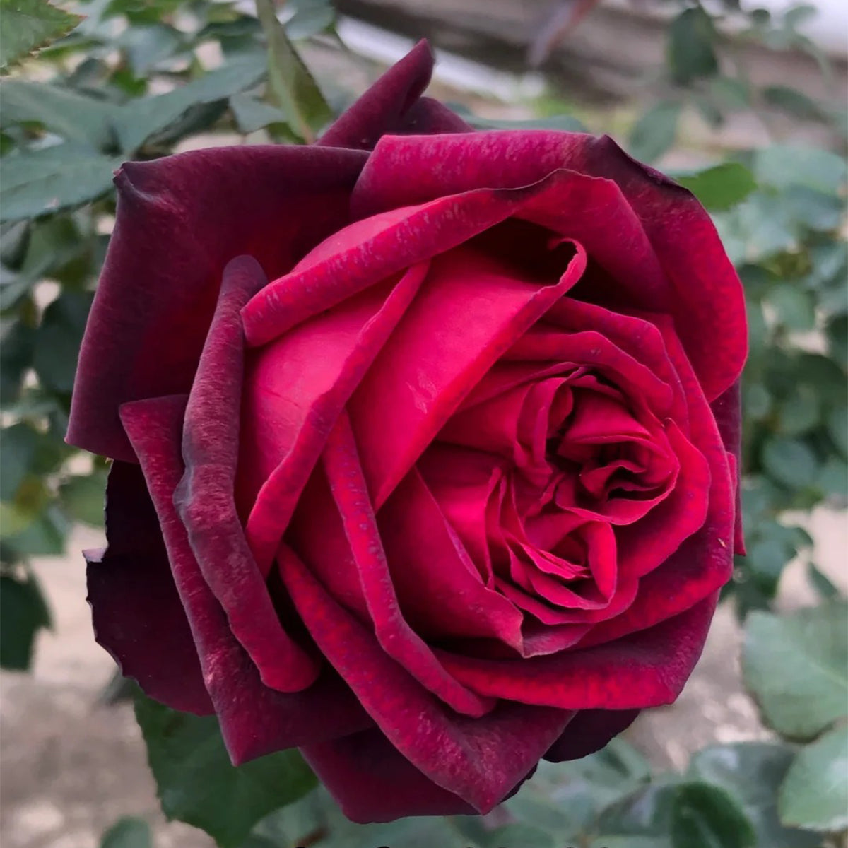 Gräfin Diana German Florist Hybrid Tea Rose