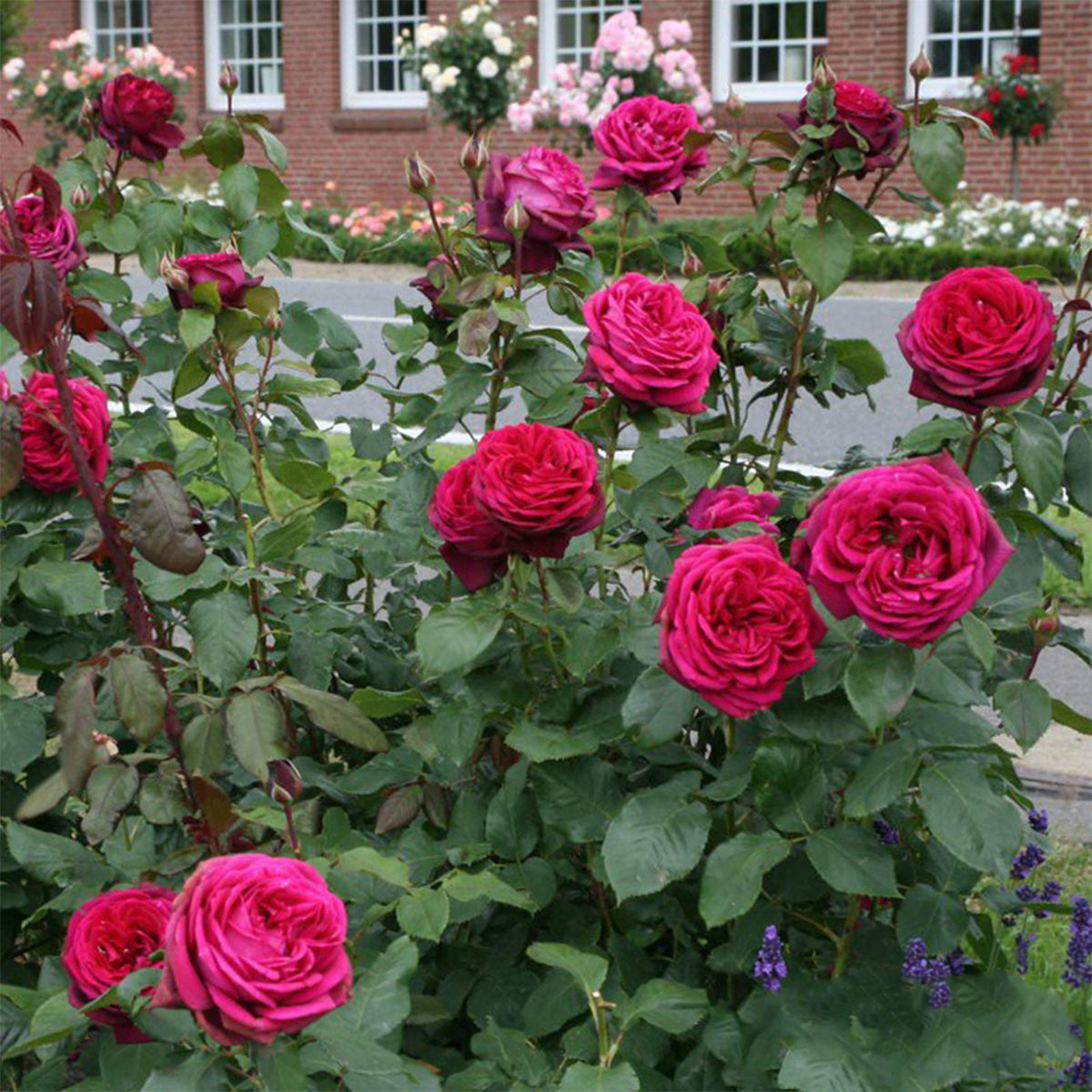 Gräfin Diana German Florist Hybrid Tea Rose