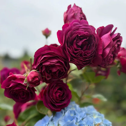 Gräfin Diana German Florist Hybrid Tea Rose