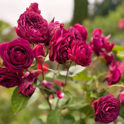 Gräfin Diana German Florist Hybrid Tea Rose