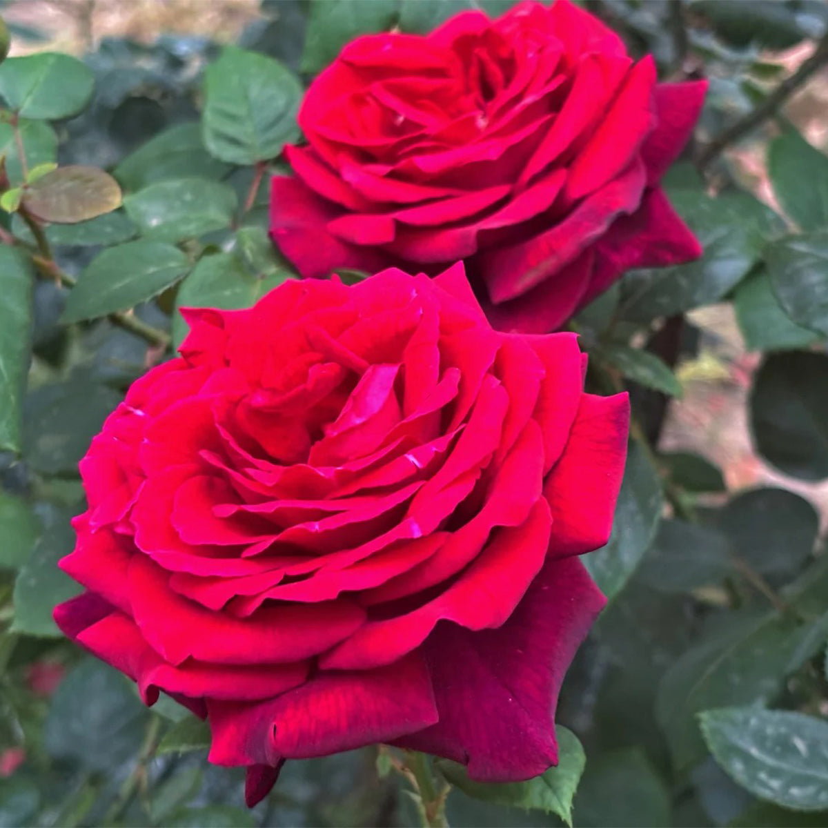 Gräfin Diana German Florist Hybrid Tea Rose