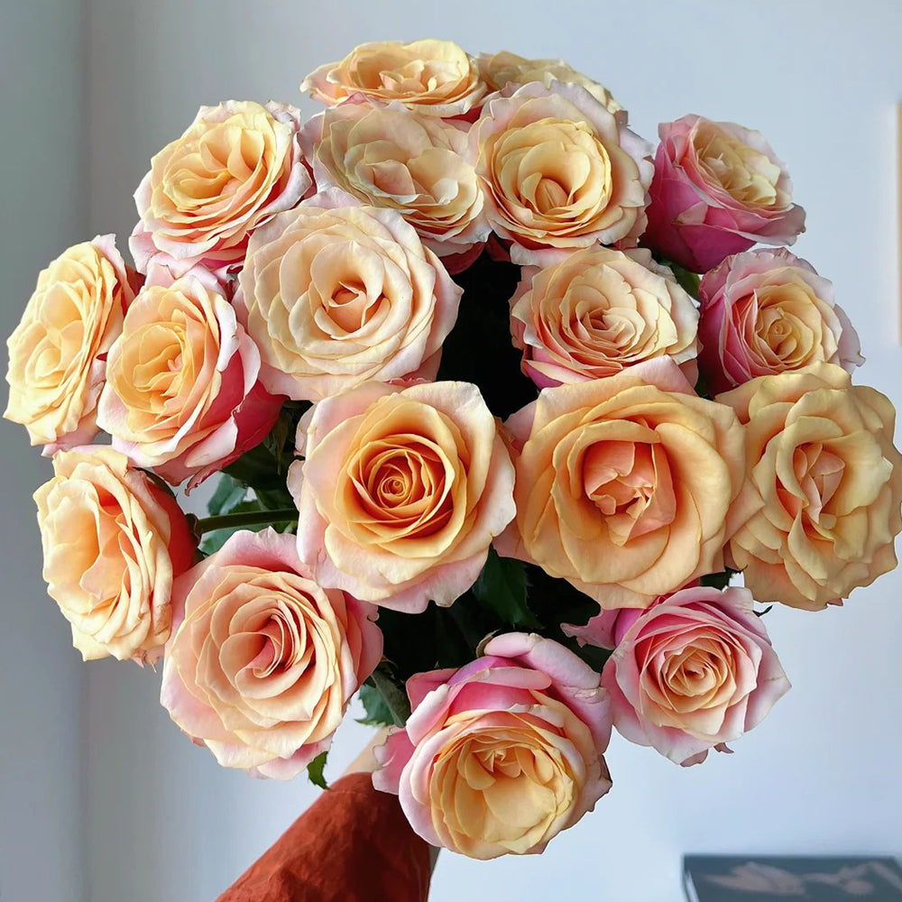 Gran Donna French Florist Shrub Rose