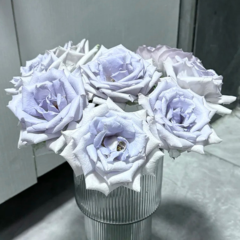 Grawn Blue Japanese Florist Hybrid Tea Rose Bush For Sale