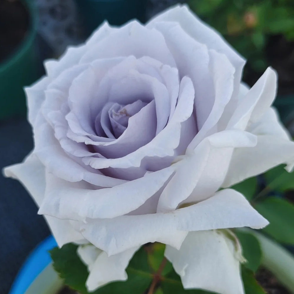 Grawn Blue Japanese Florist Hybrid Tea Rose Bush For Sale
