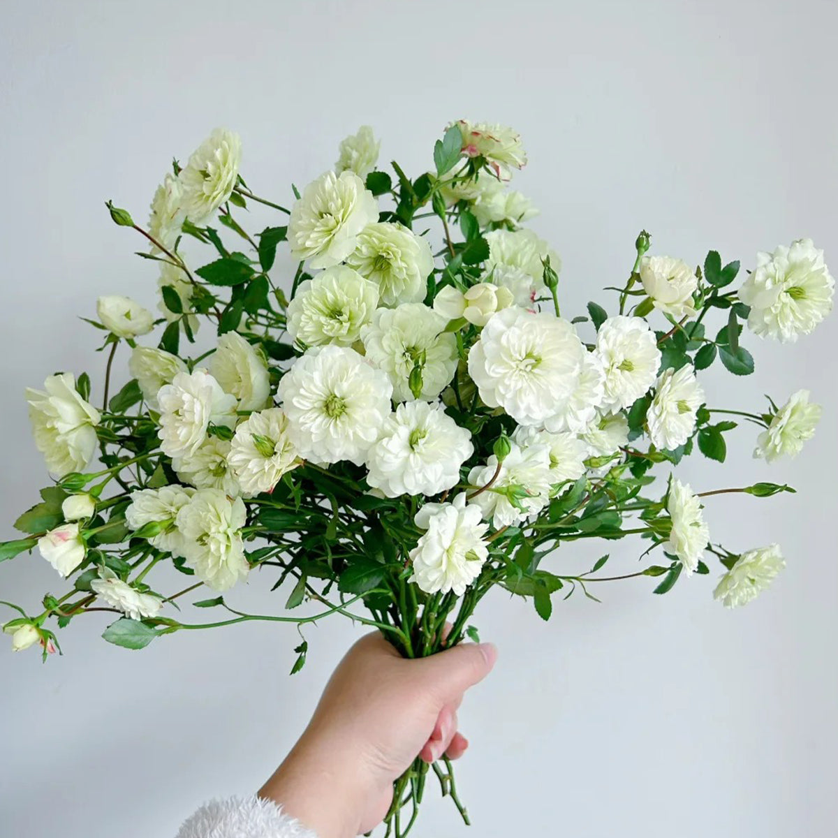 Green Ice American Florist Shrub Rose
