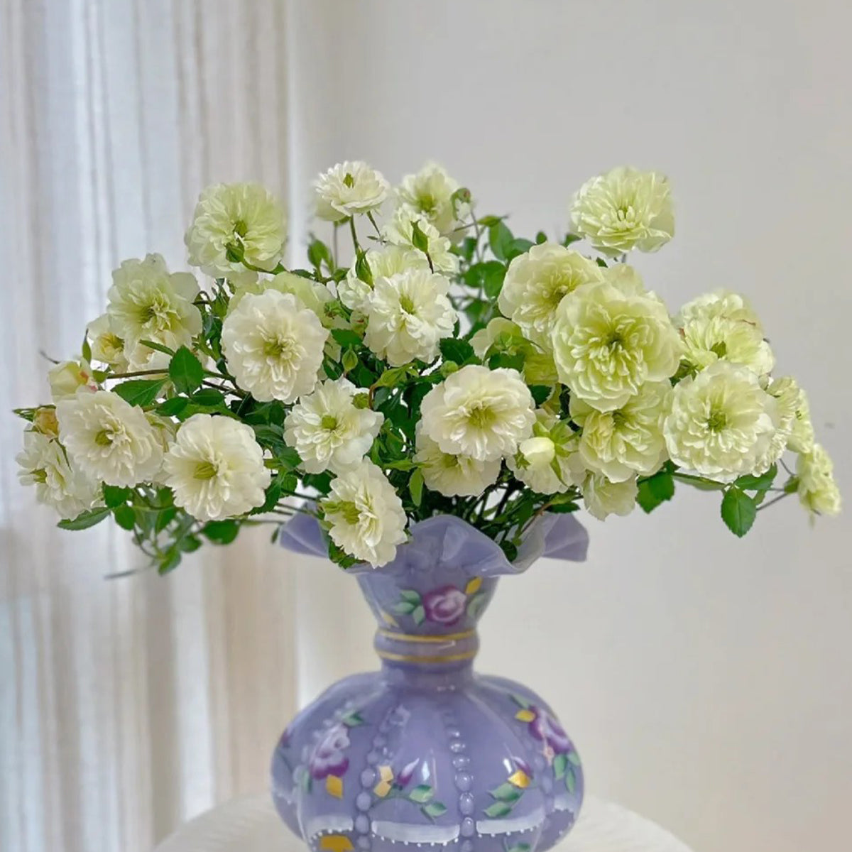 Green Ice American Florist Shrub Rose