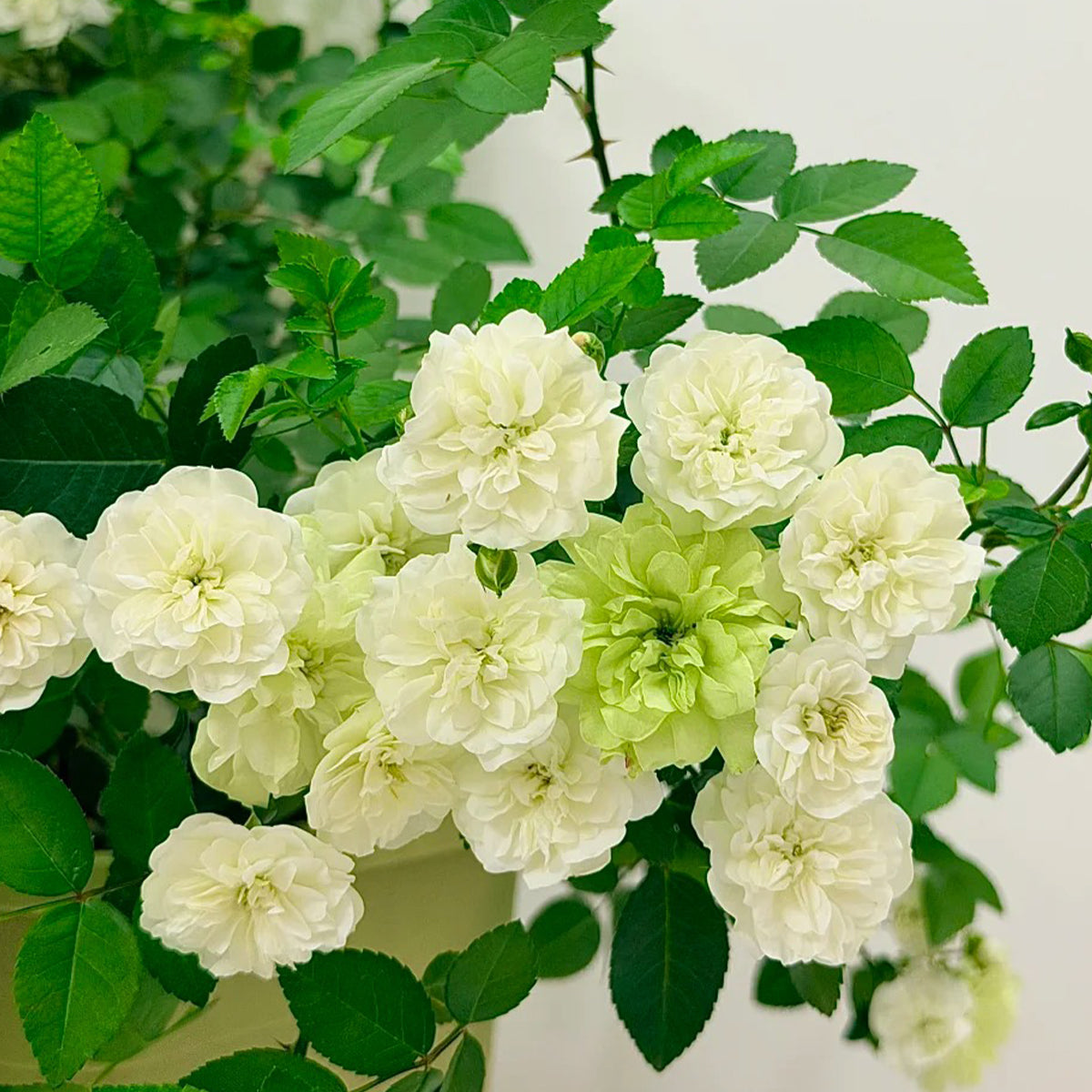 Green Ice American Florist Shrub Rose