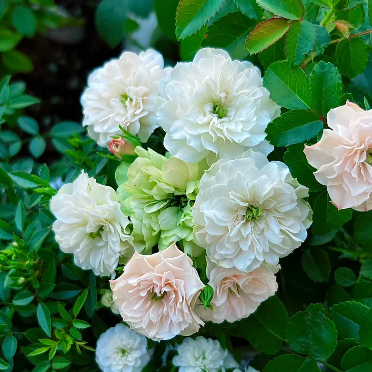Green Ice American Florist Shrub Rose