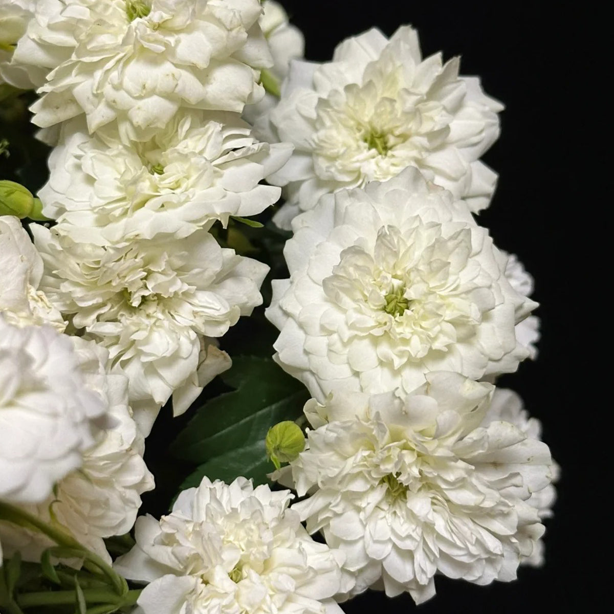 Green Ice American Florist Shrub Rose