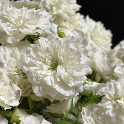Green Ice American Florist Shrub Rose