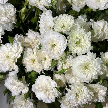 Green Ice American Florist Shrub Rose