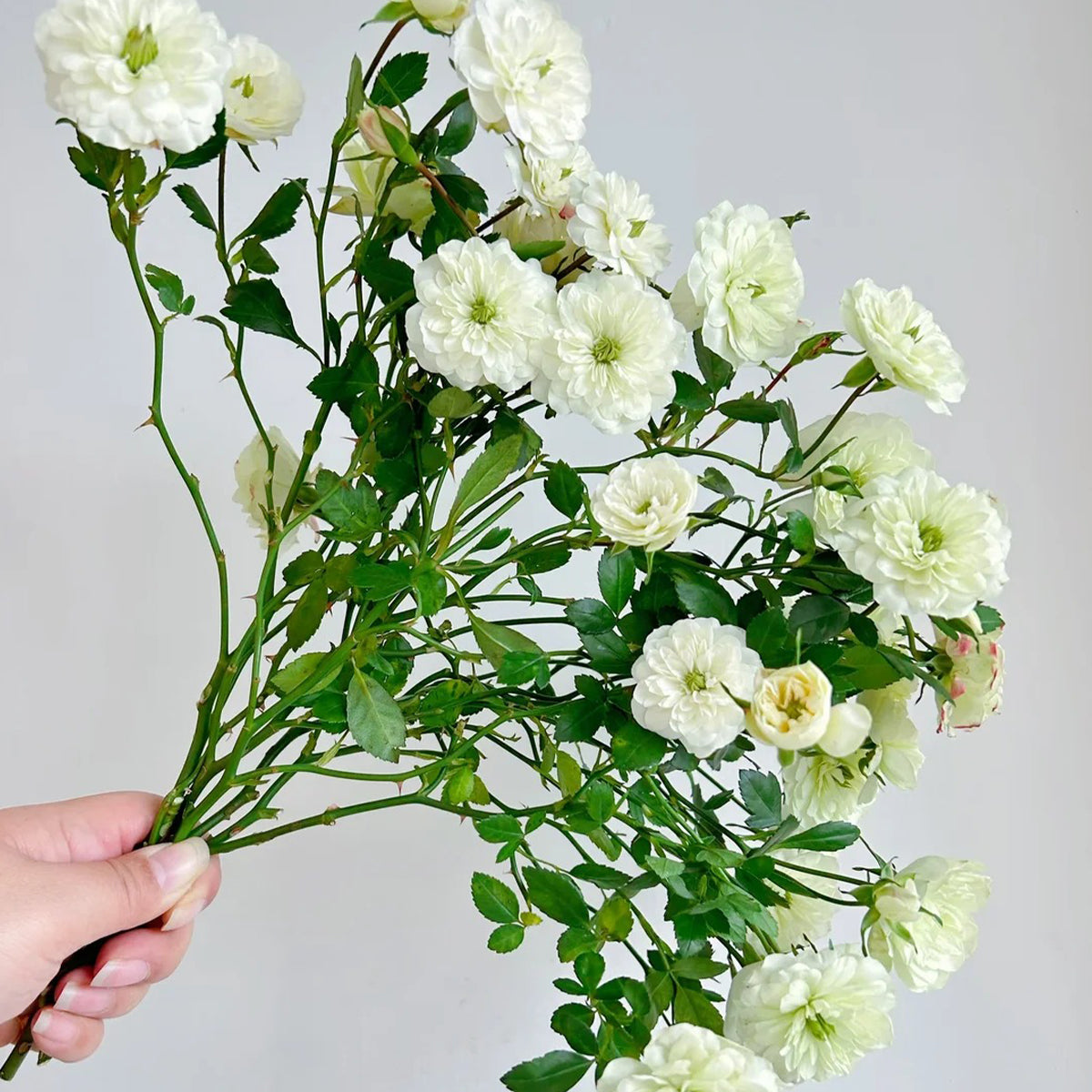 Green Ice American Florist Shrub Rose