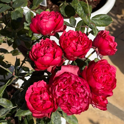 Grenadine Japanese Florist Shrub Rose