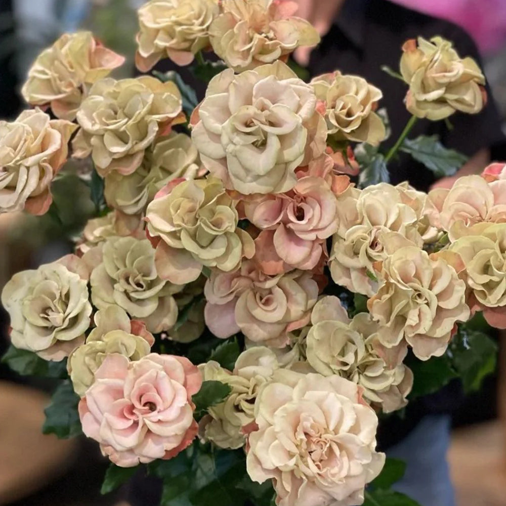 Gypsy Curiosa Dutch Florist Shrub Rose – Highgarden Roses