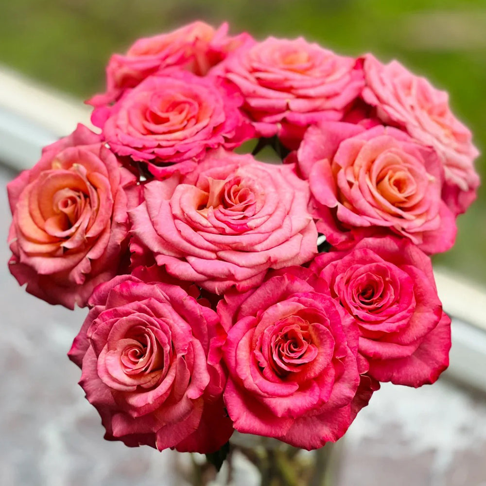 Gypsy Curiosa Dutch Florist Shrub Rose – Highgarden Roses