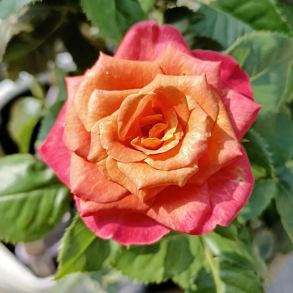 Gypsy Curiosa Netherlands Florist Shrub Rose