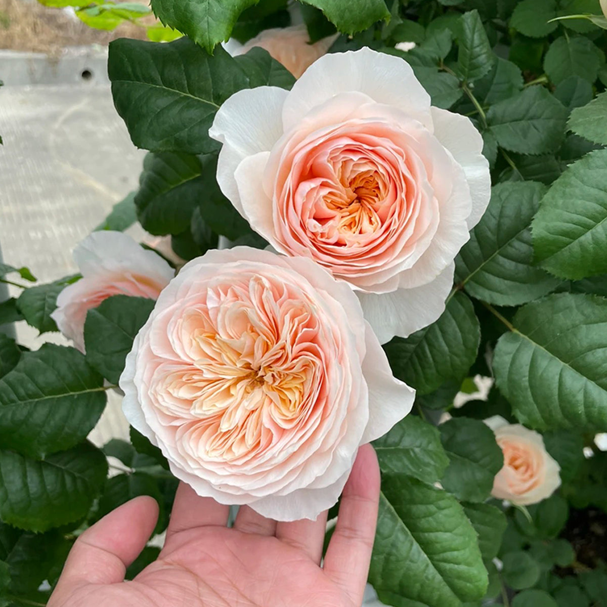 Hanxian Chinese Garden Climbing Rose – Highgarden Roses