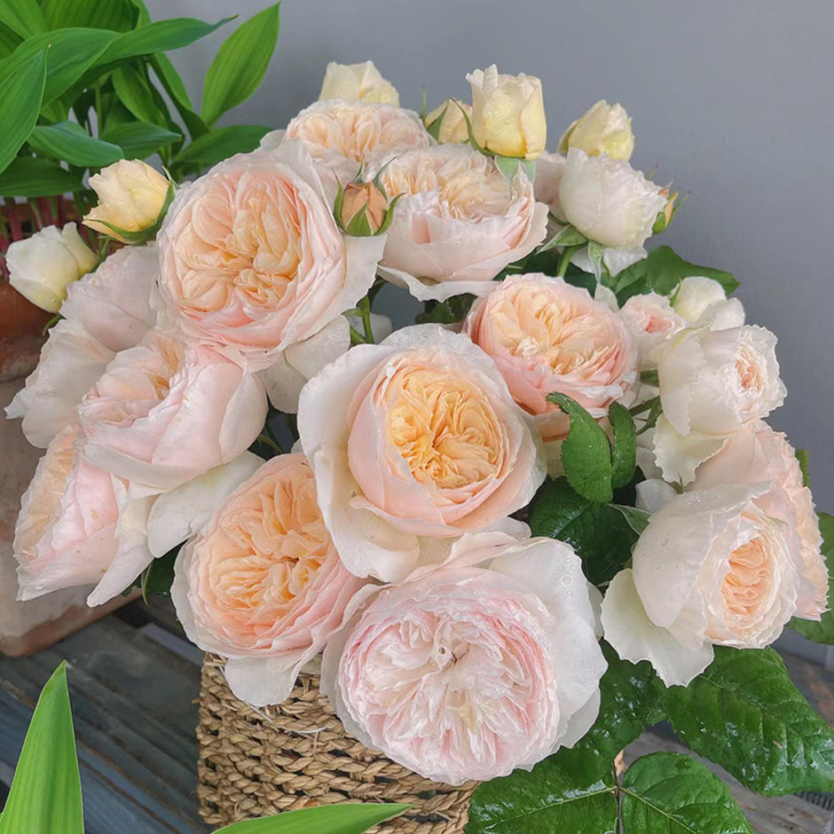 Chinese Jumbo Roses Premium Chinese Rose Bushes | Garden & Florist Rose Bushes for Sale ...