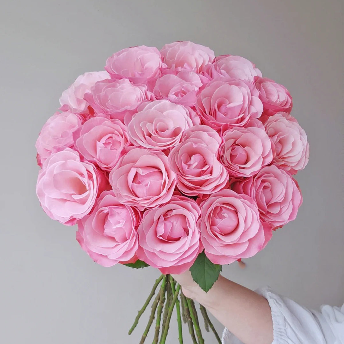 Harmonie French Florist Shrub Rose