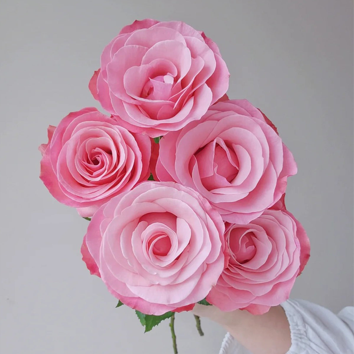 Harmonie French Florist Shrub Rose