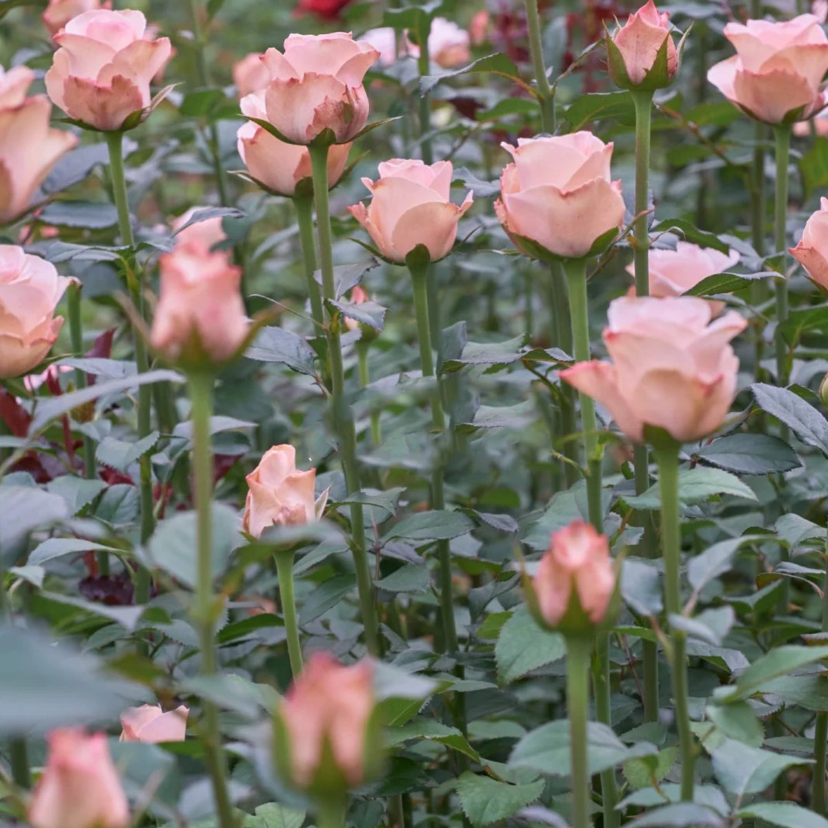 Harmonie French Florist Shrub Rose