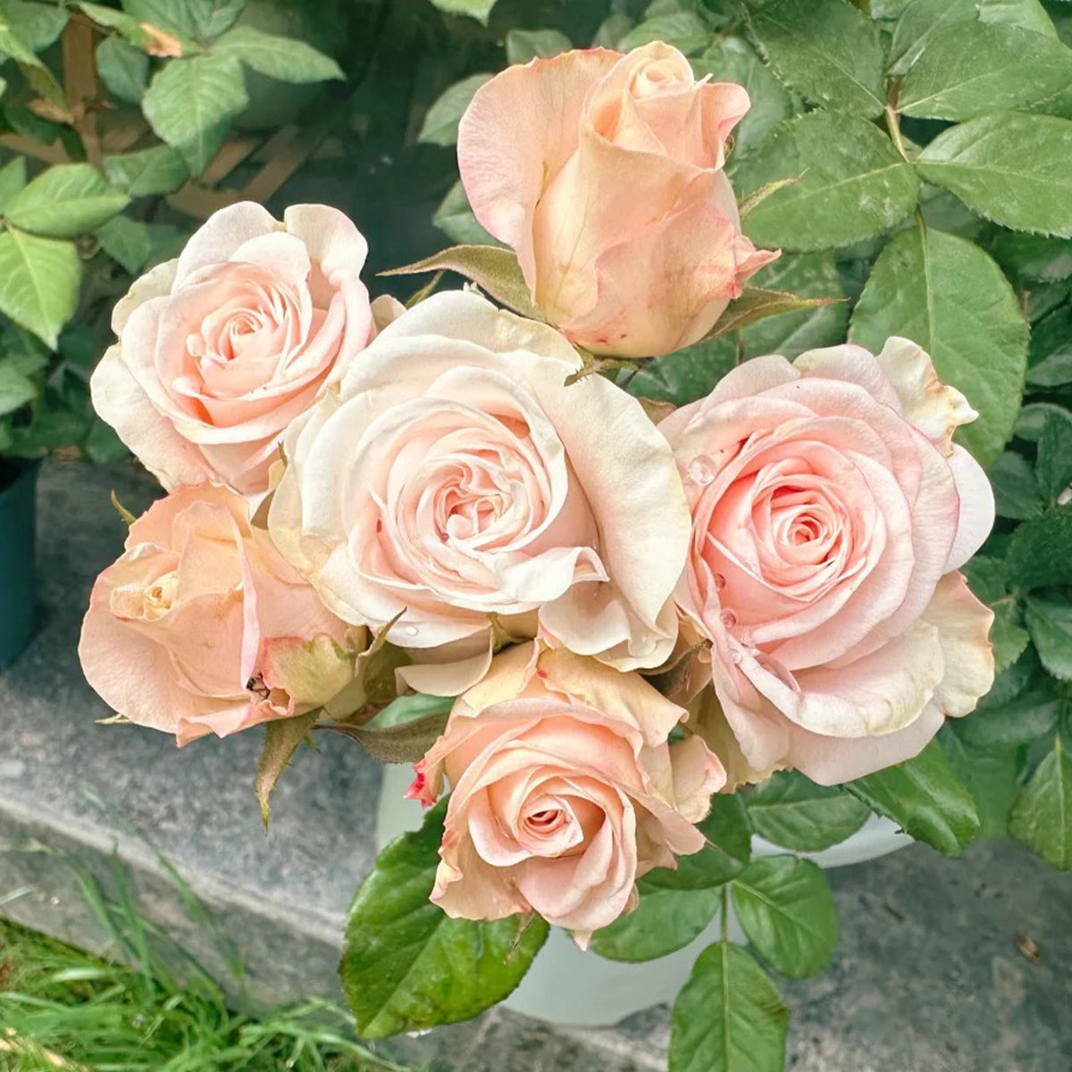 Harmonie French Florist Shrub Rose
