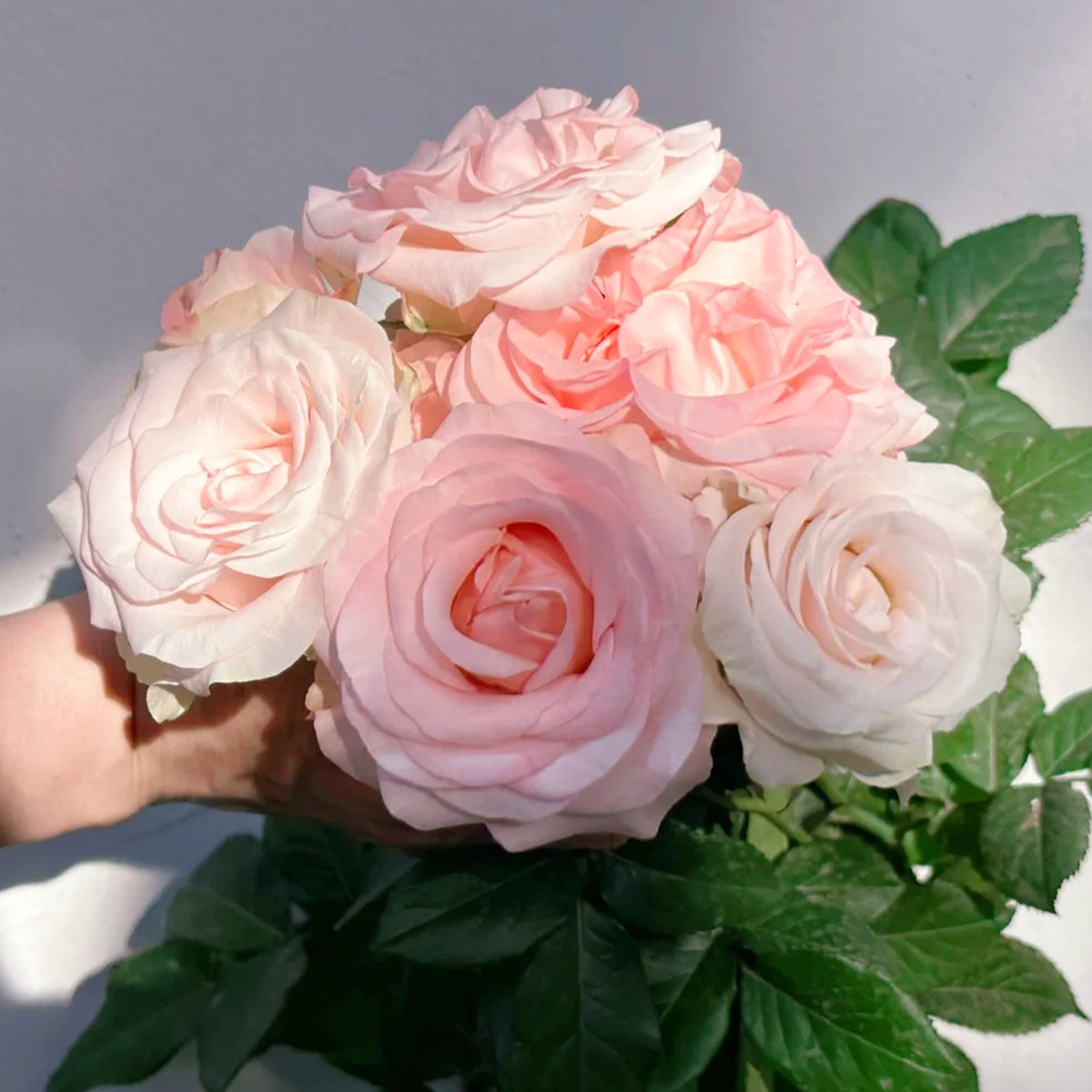Harmonie French Florist Shrub Rose