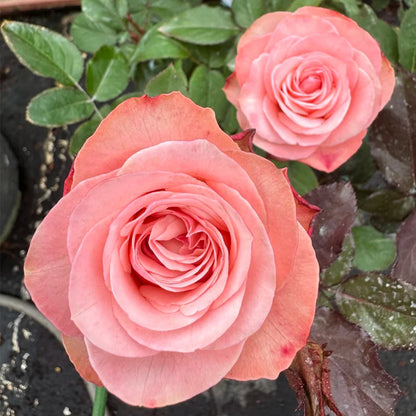 Harmonie French Florist Shrub Rose