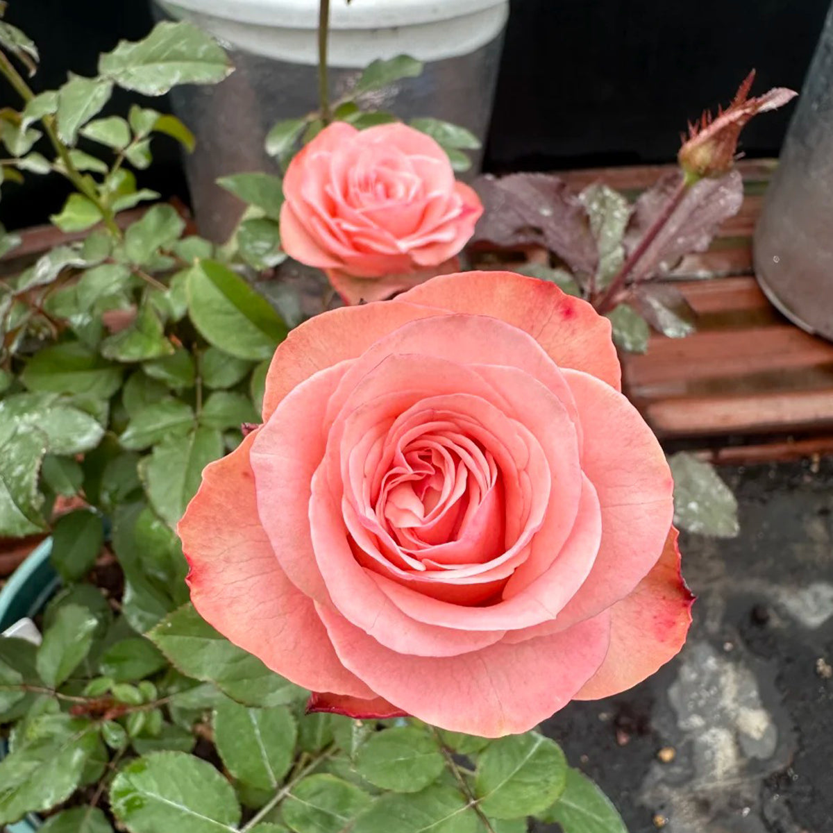 Harmonie French Florist Shrub Rose