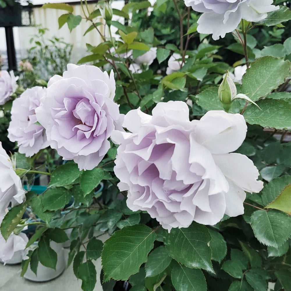 Hazy Purple Japanese Florist Shrub Rose Bush For Sale – Highgarden