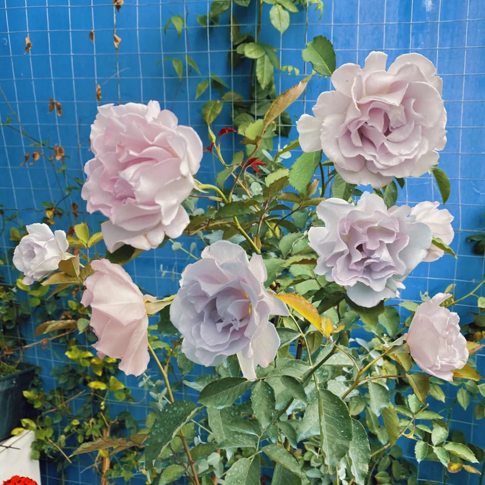 Hazy Purple Japanese Florist Shrub Rose Bush For Sale – Highgarden