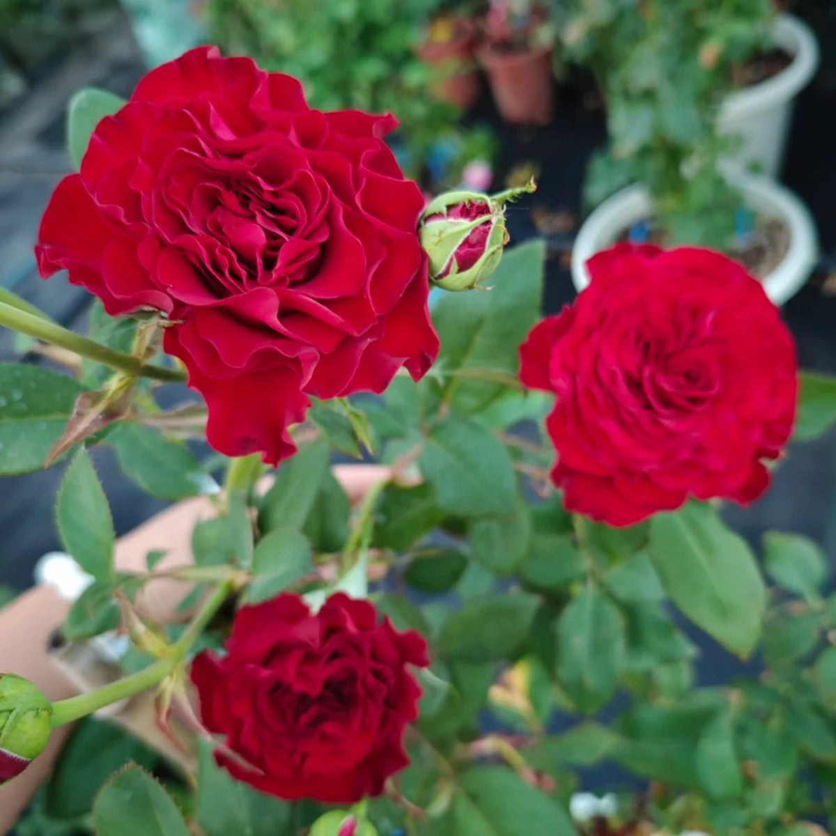 Dutch Florist Shrub Rose Inspired by Wanted – Highgarden Roses